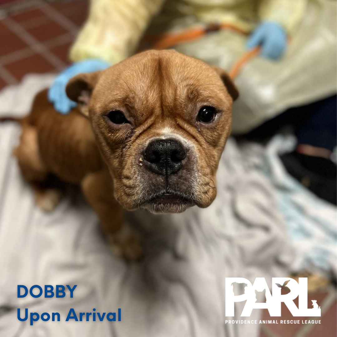 Betsy's Fund | Special Needs Animals | Providence Animal Rescue League Betsy's Fund | Special Needs Animals | Providence Animal Rescue League