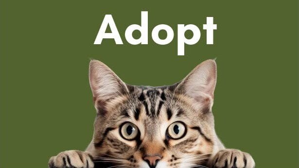 Cutout of a tabby cat over green background and word Adopt