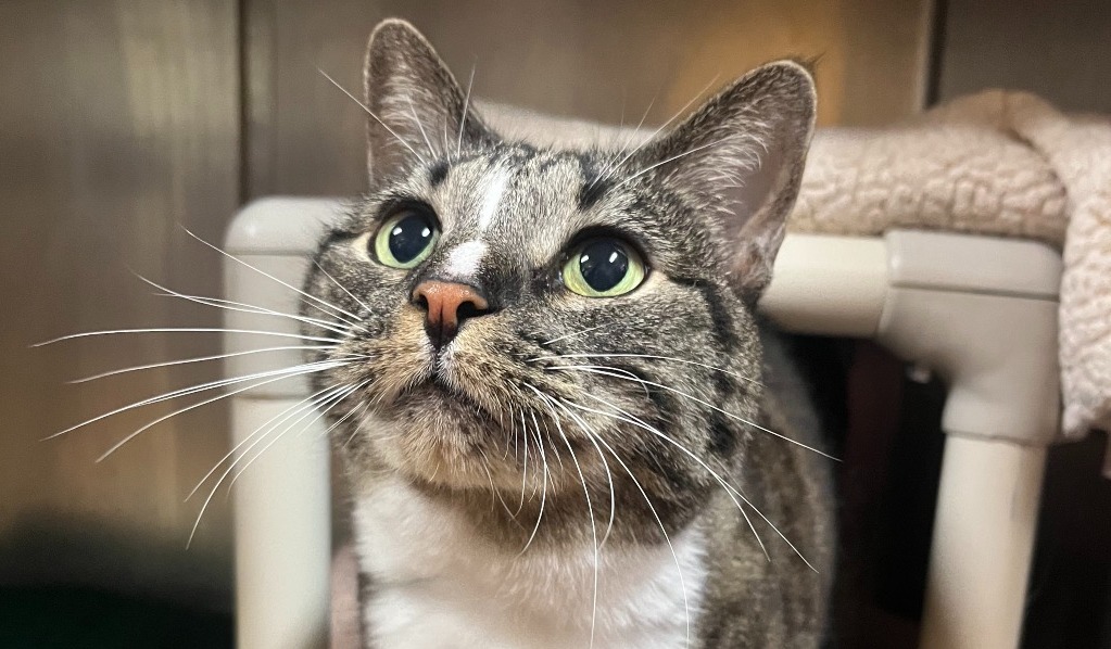 9c5159f15e504f0165476dede34ee141-1