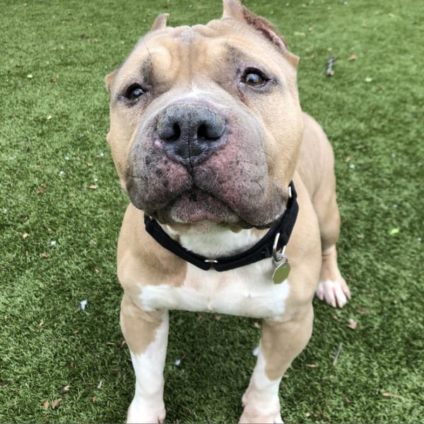 Light brown pit bull with a white chest, cropped ears, and a black collar