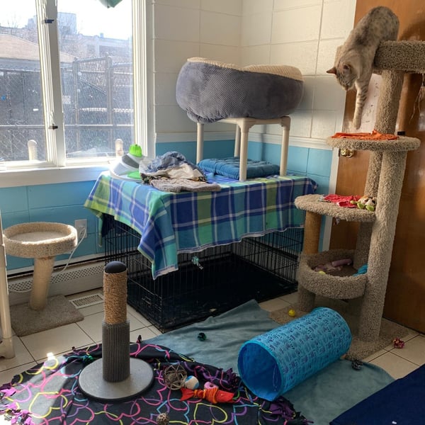 Community Cat Room