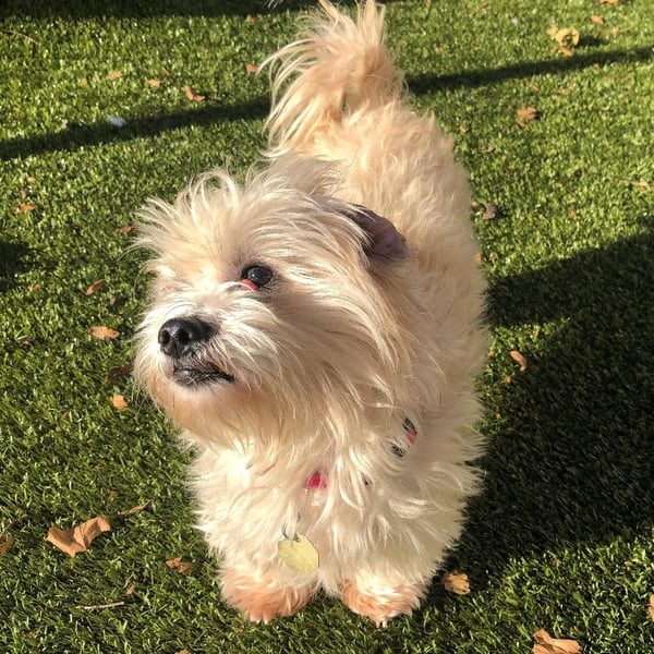 Small tan dog standing on green grass