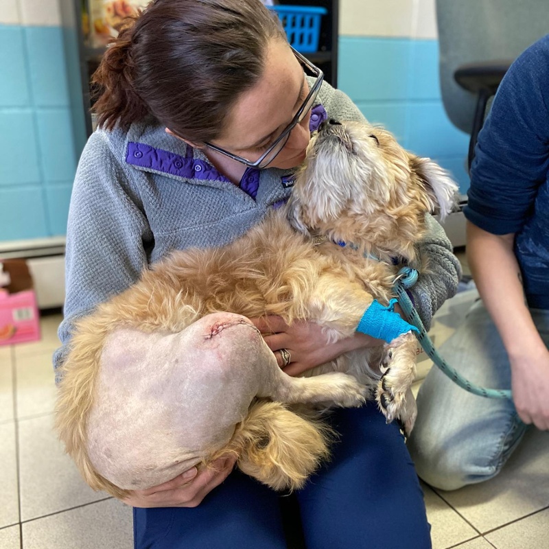 A fluffy, tan dog with a shaved leg and visible surgery stiches is cradled by a PARL staff member