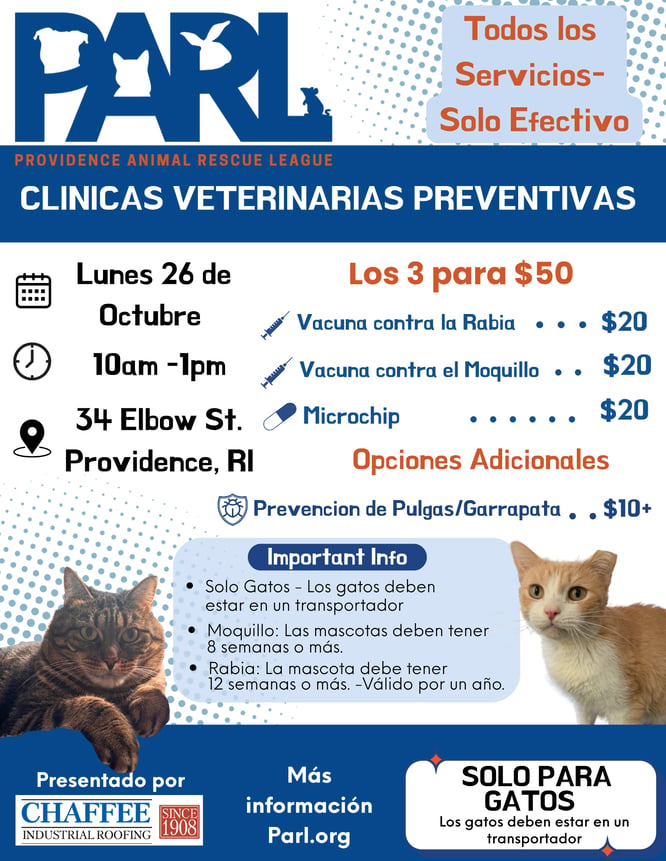Spanish Cat
