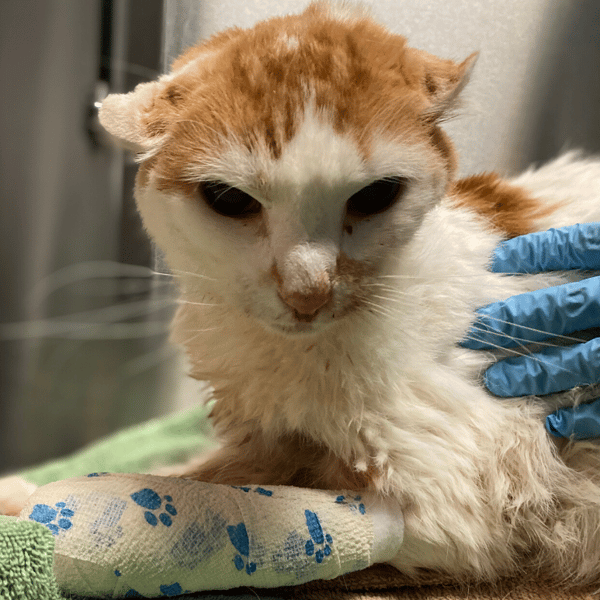An orange and white cat with a bandaged foot
