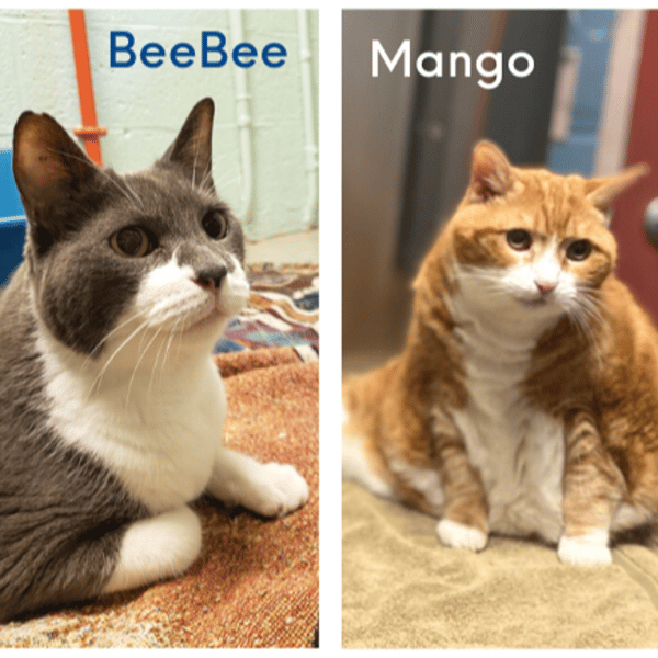 A grey and white cat with an orange and white cat