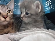 Mama cat with kitten in a crate