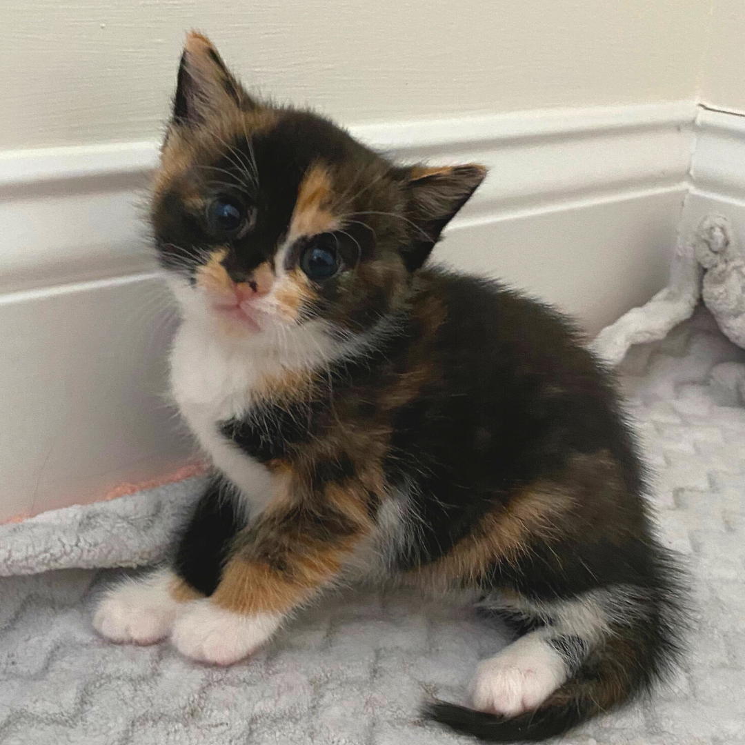 Calico Kitten sitting down