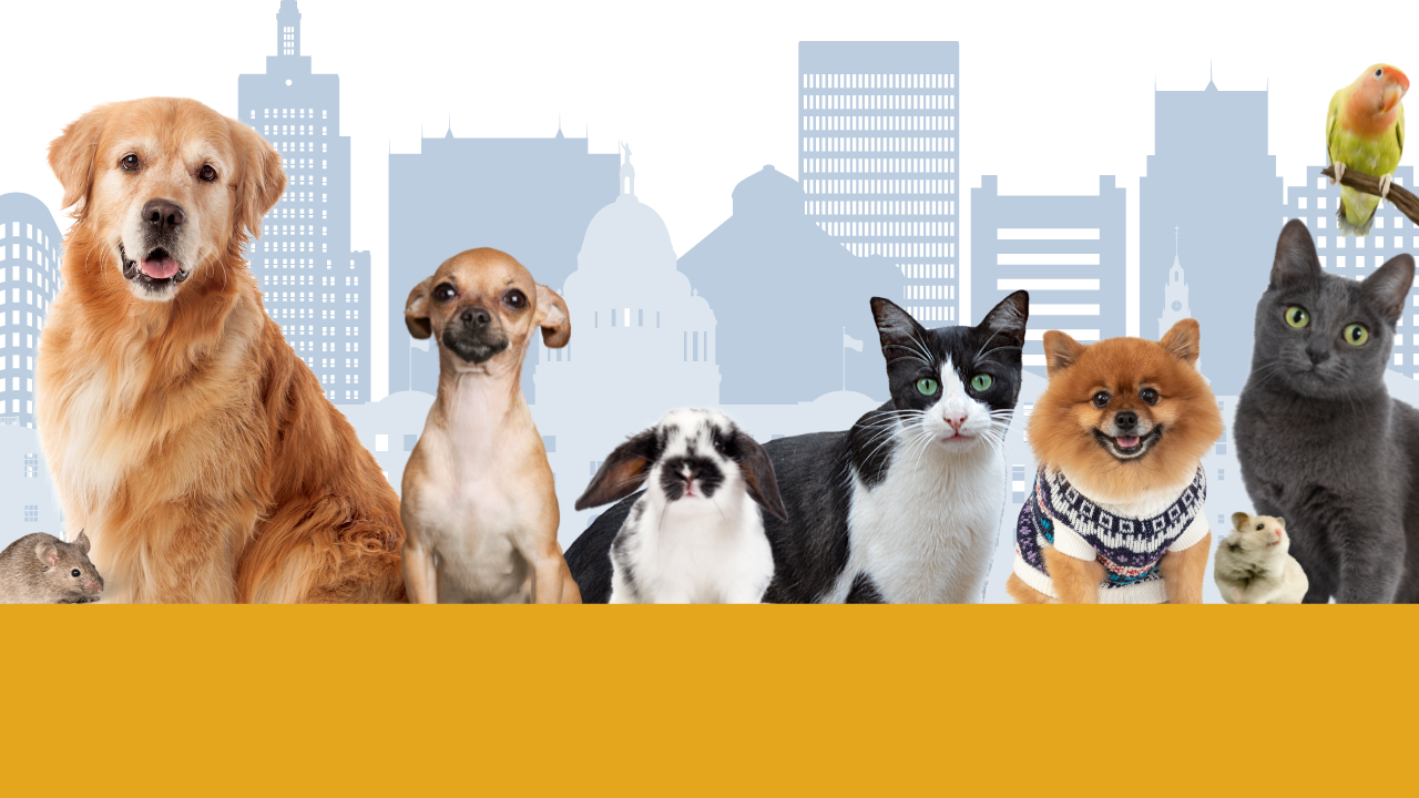 Providence Animal Rescue League | Rhode Island Animal Shelter Providence Animal Rescue League | Rhode Island Animal Shelter