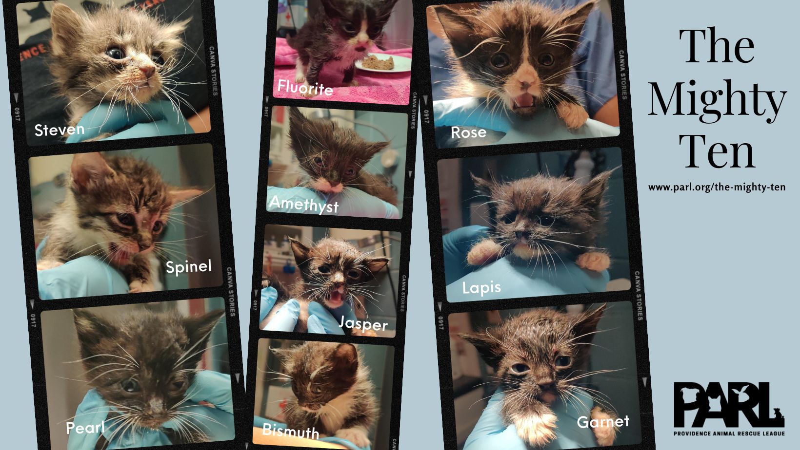 Photos of ten kittens with medical needs