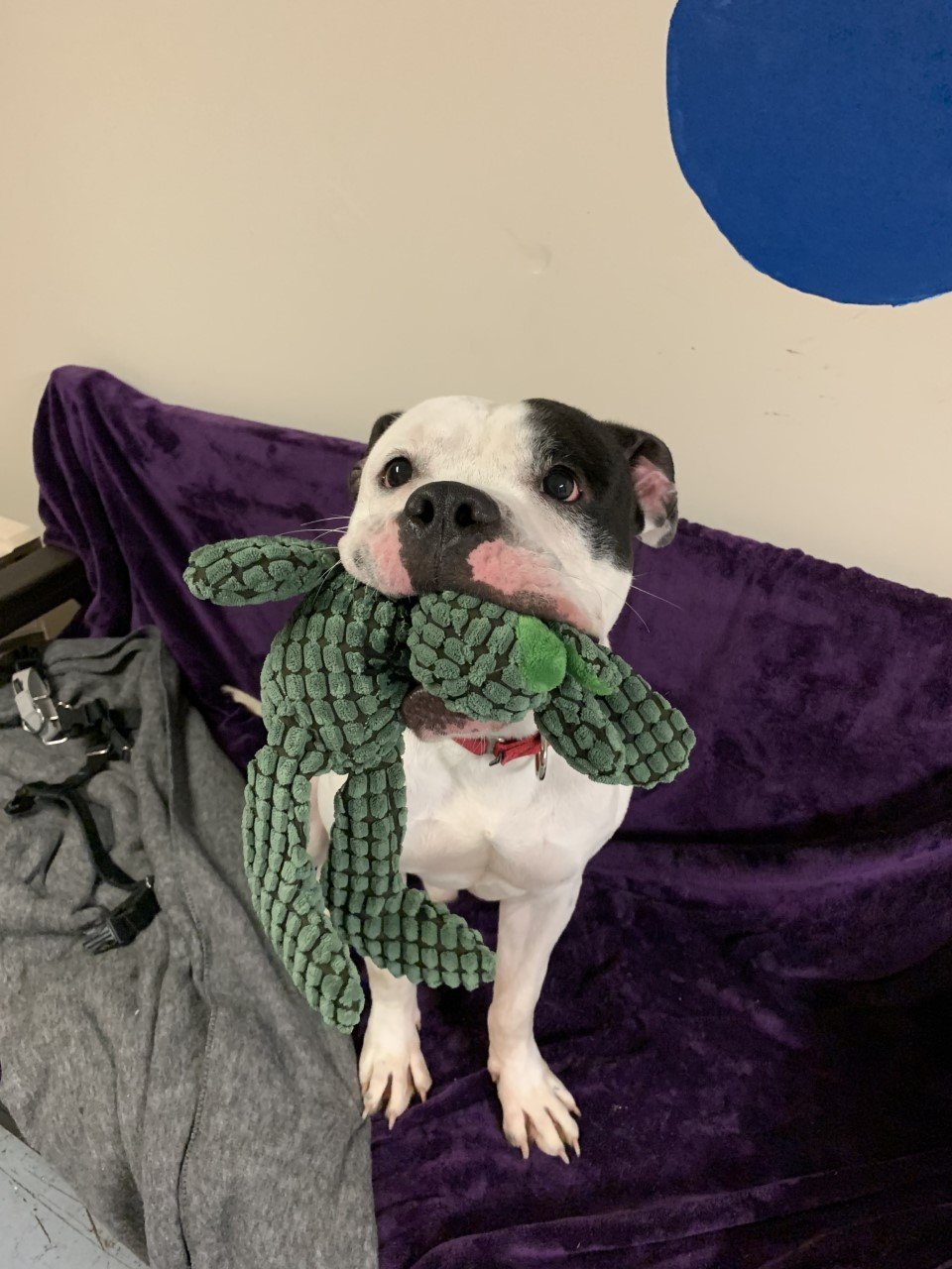 dog sits on a couch with toy in mouth