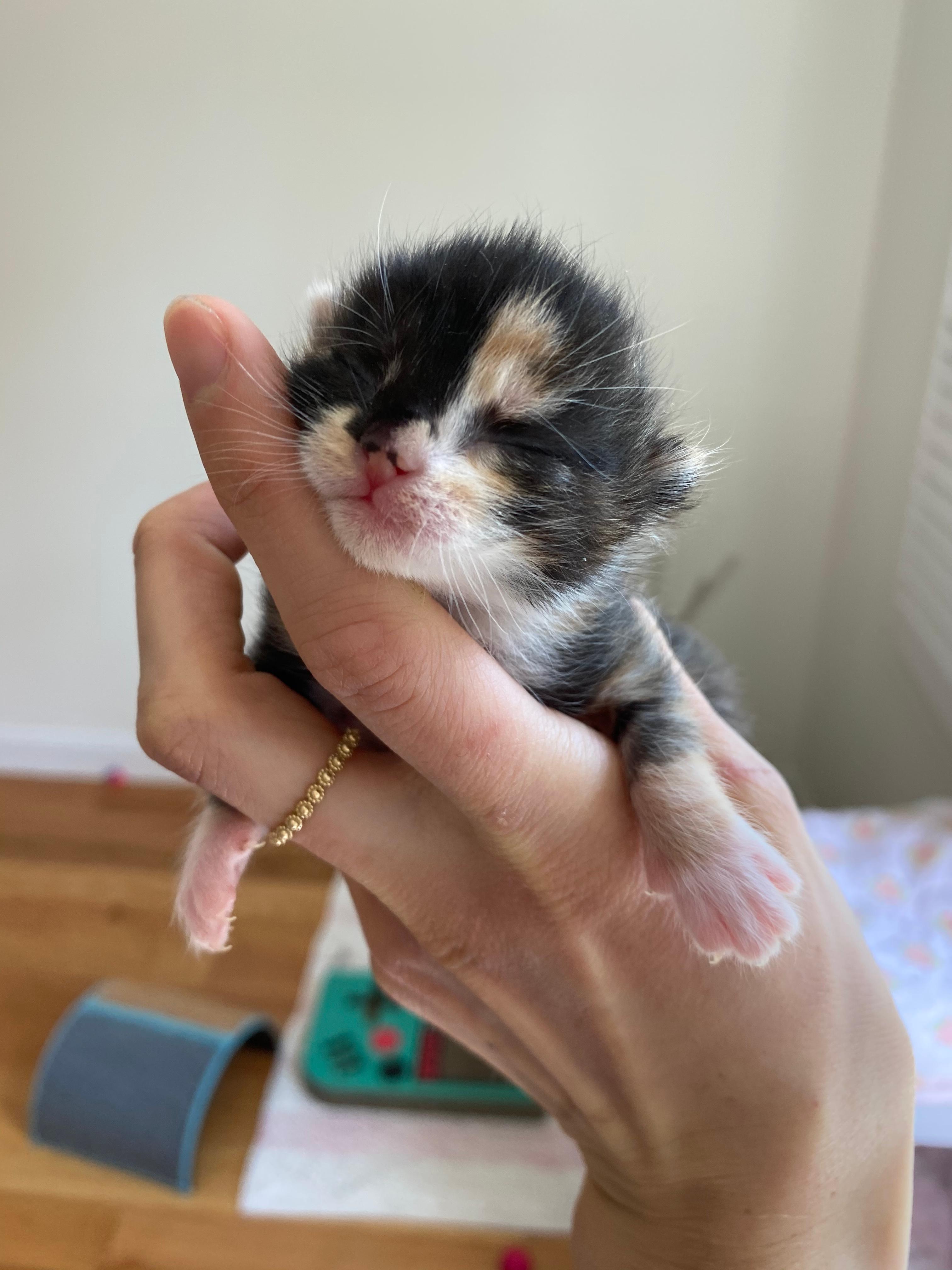 kitten being cradled in a person's hand